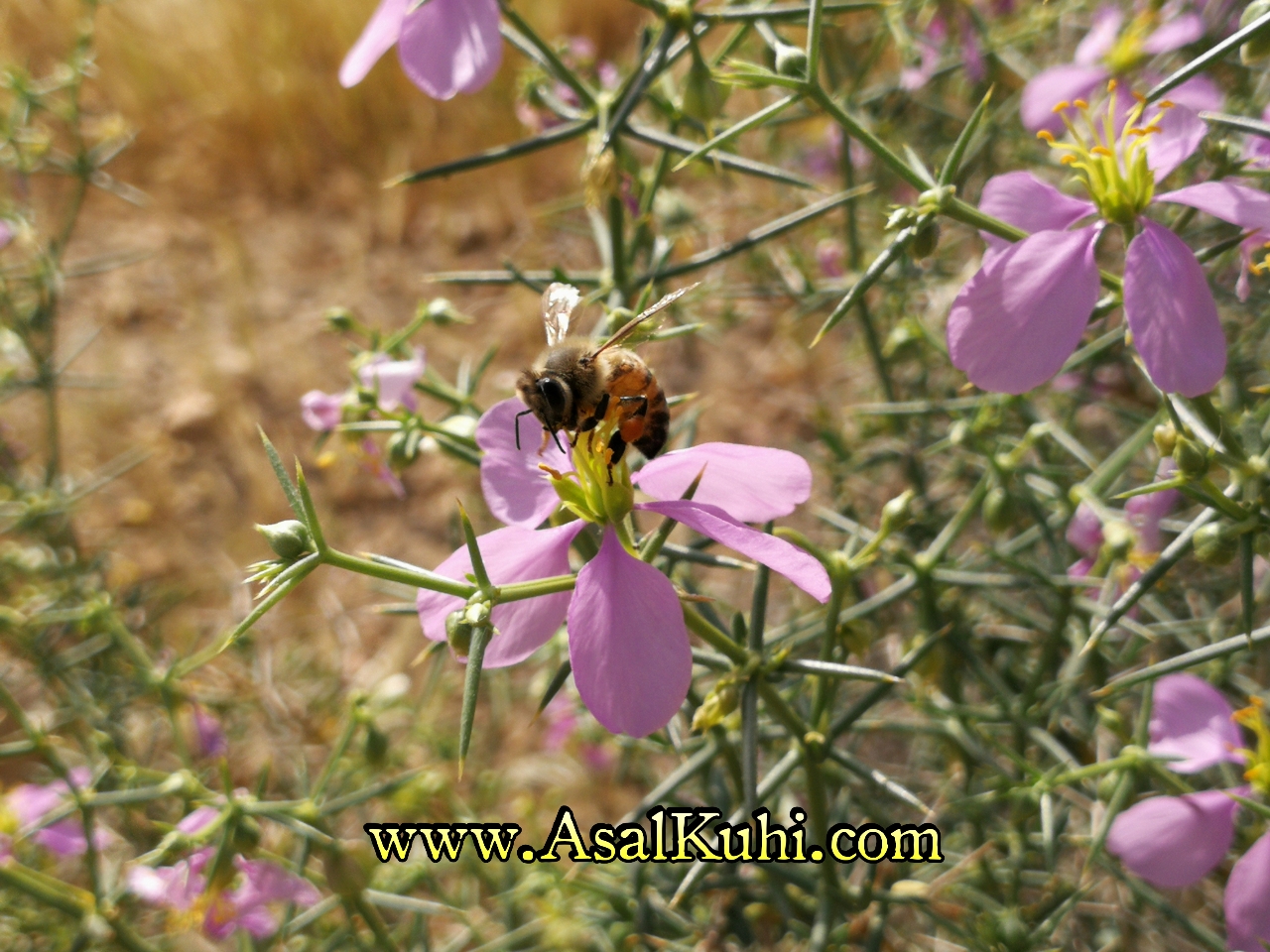 خرید عسل طبیعی